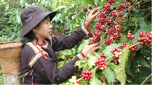 Vietnam coffee monthly round-up November 2021